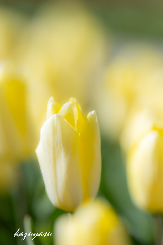 （ice tulip)