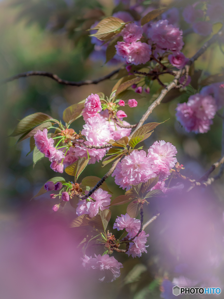 (八重桜）