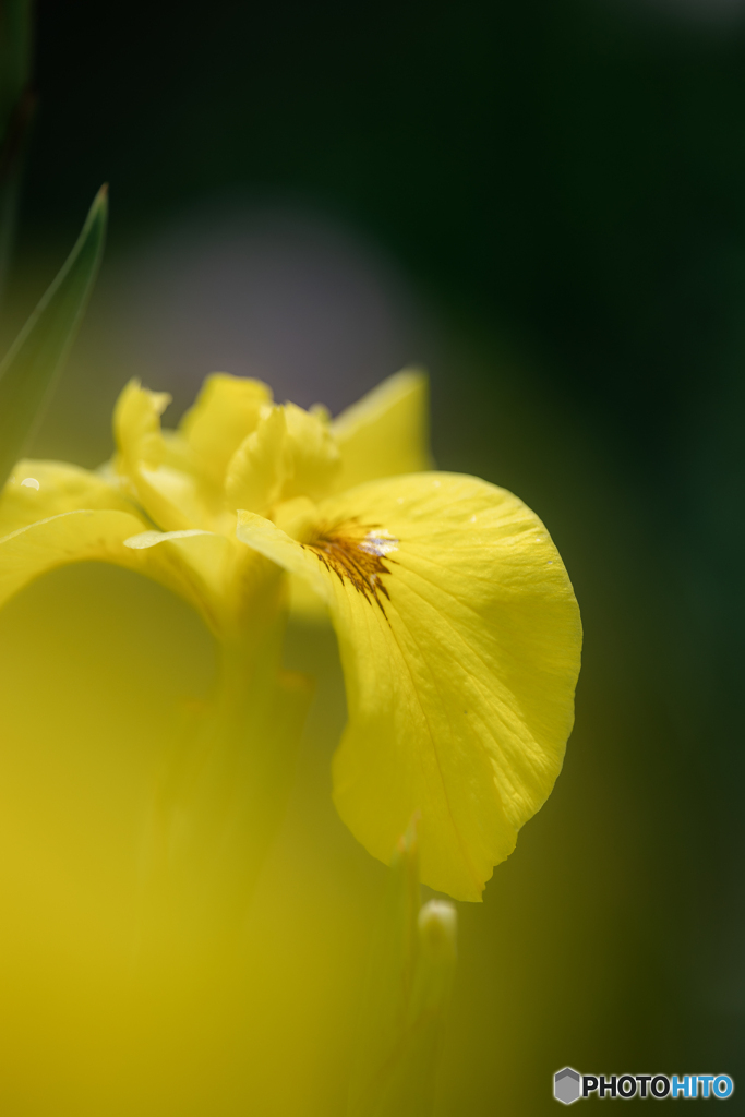 （黄花菖蒲）