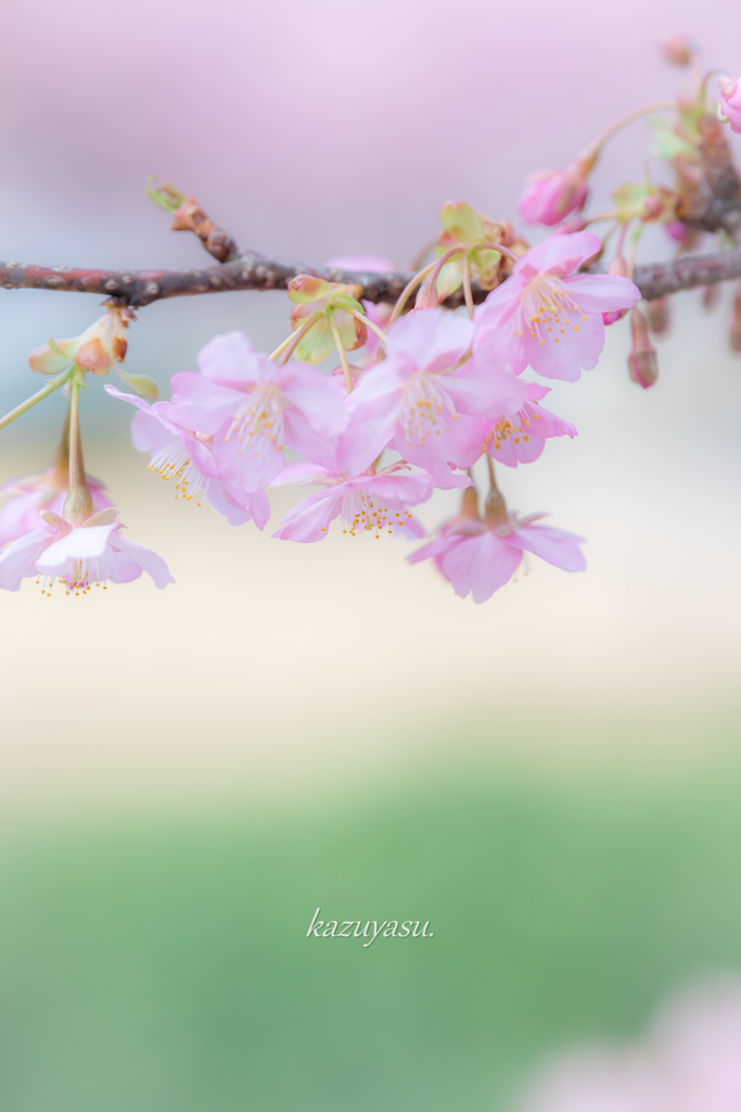 (春色）