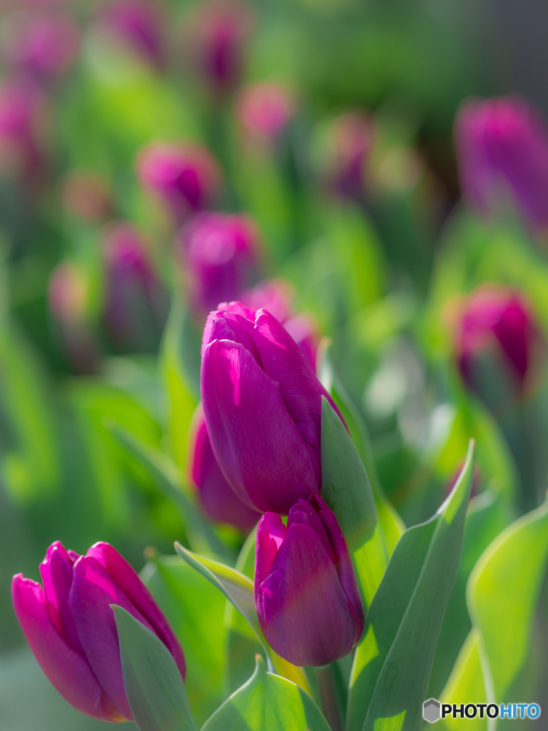 （Ice tulip)