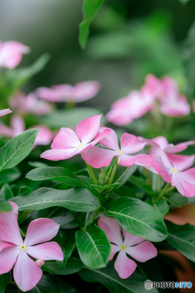 （庭の花）