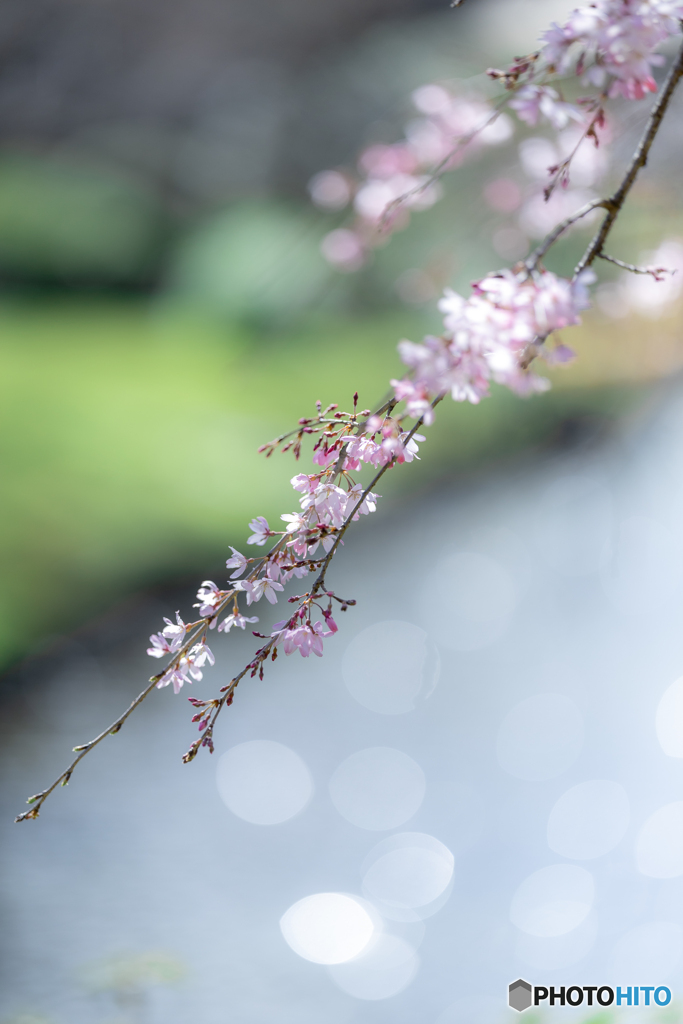 （枝垂れ桜）