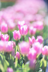 （ice tulip)