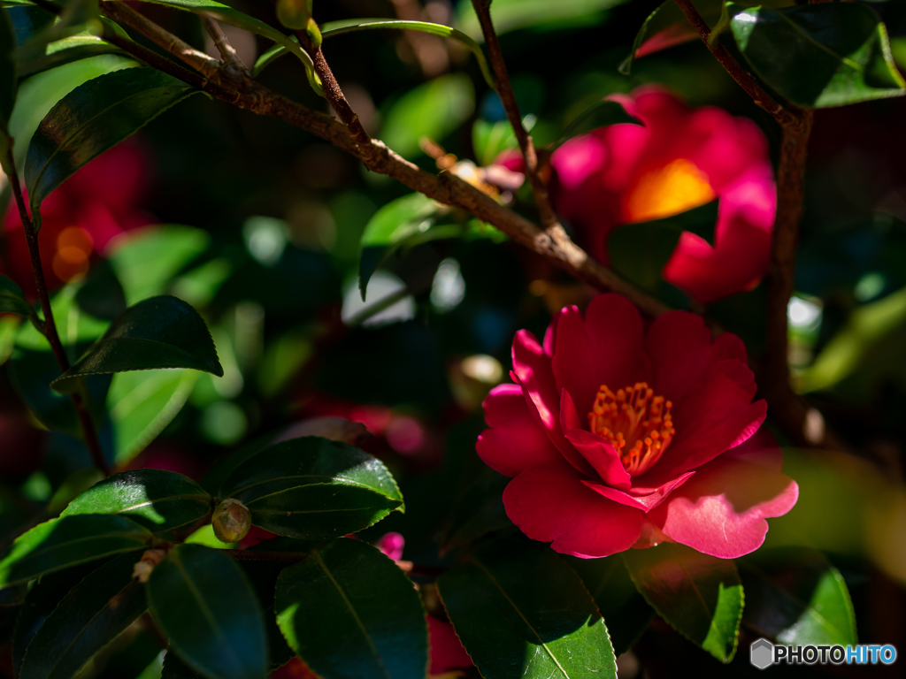（山茶花）
