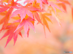 （もみじ）