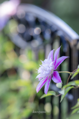 （clematis)