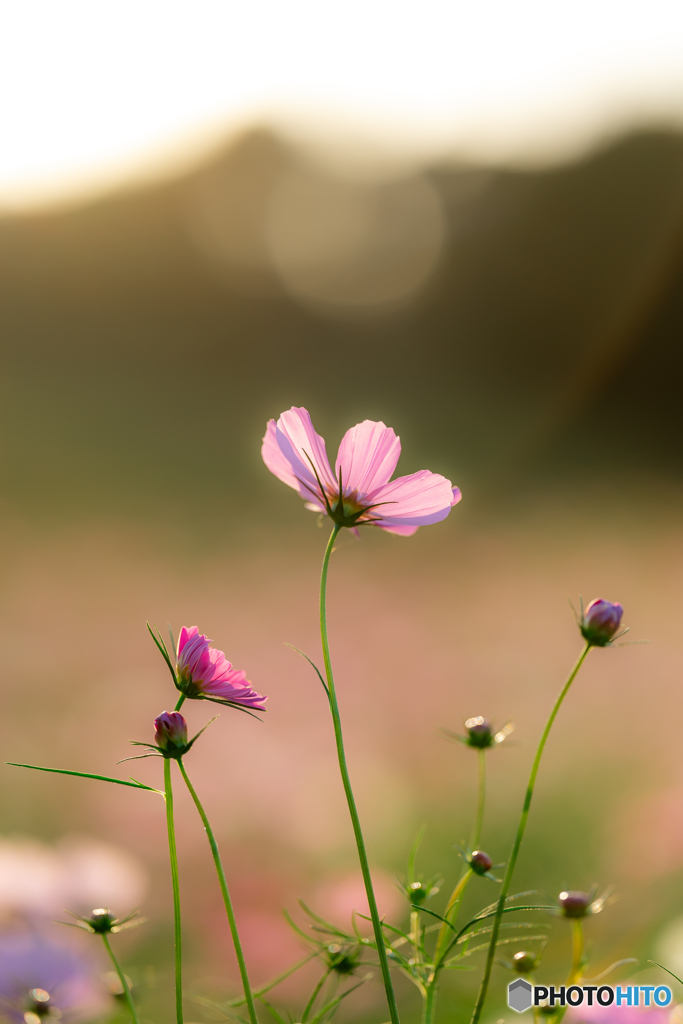 （夕陽と秋桜）