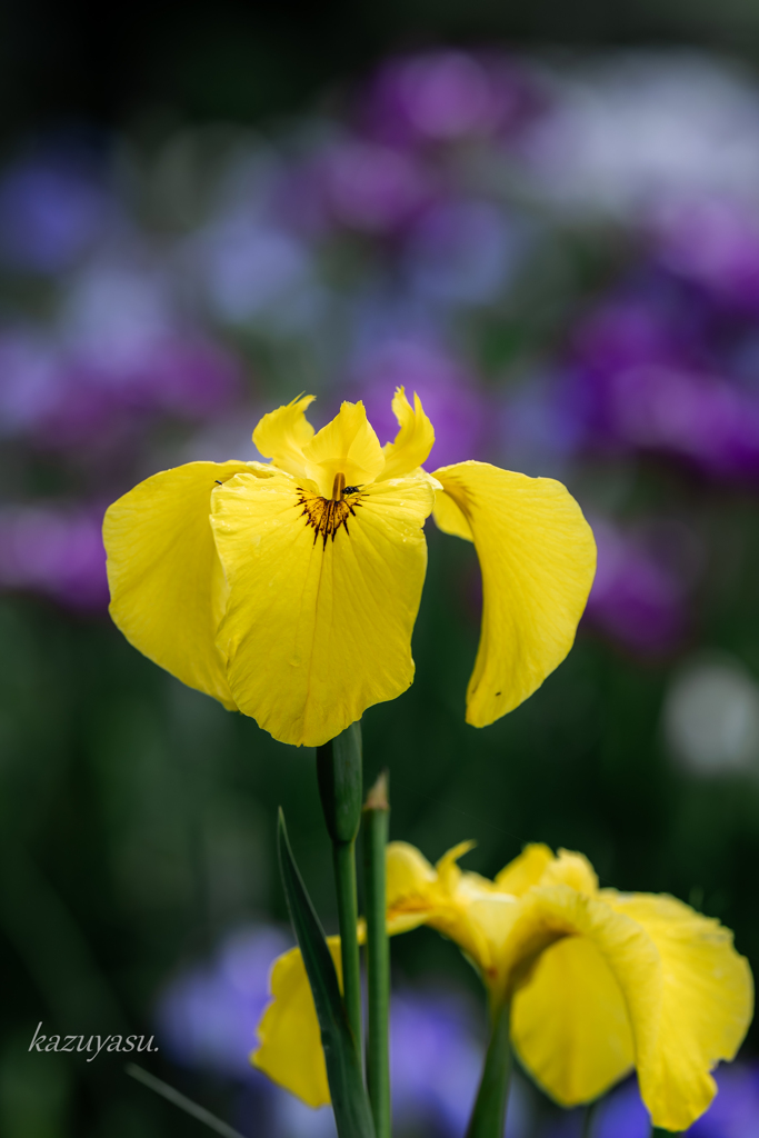 （黄花菖蒲）