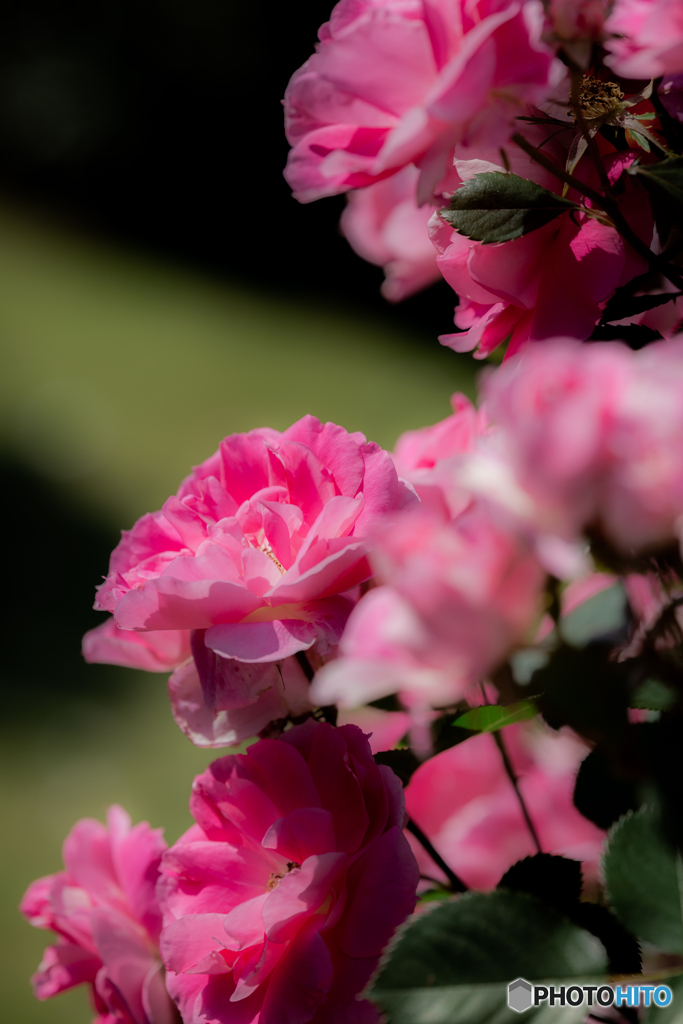（Rose garden)