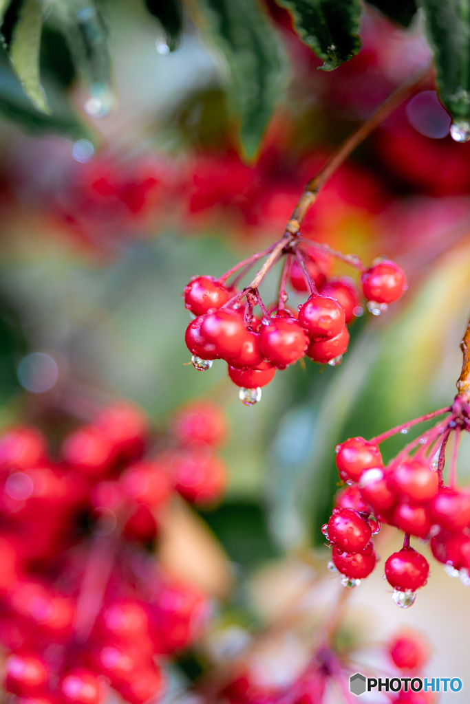 （雨あがりの庭で）
