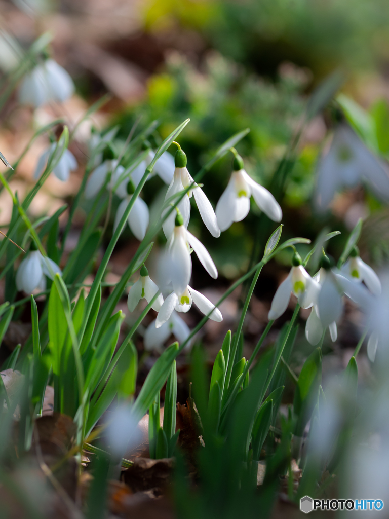 （Snowdrop）