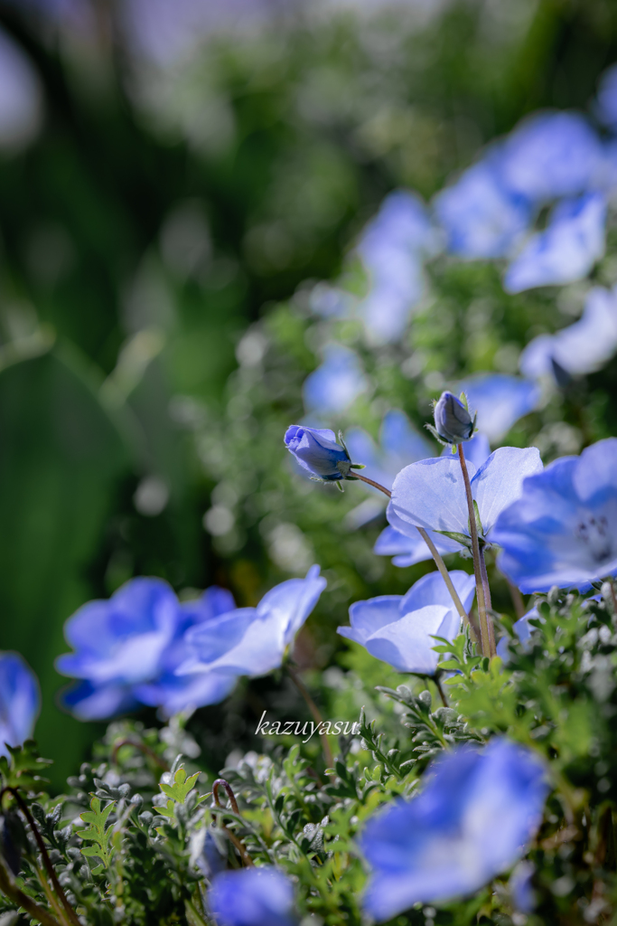 （baby blue eyes)