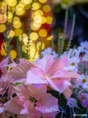 （Poinsettia display)