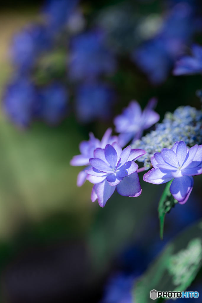 (額紫陽花）