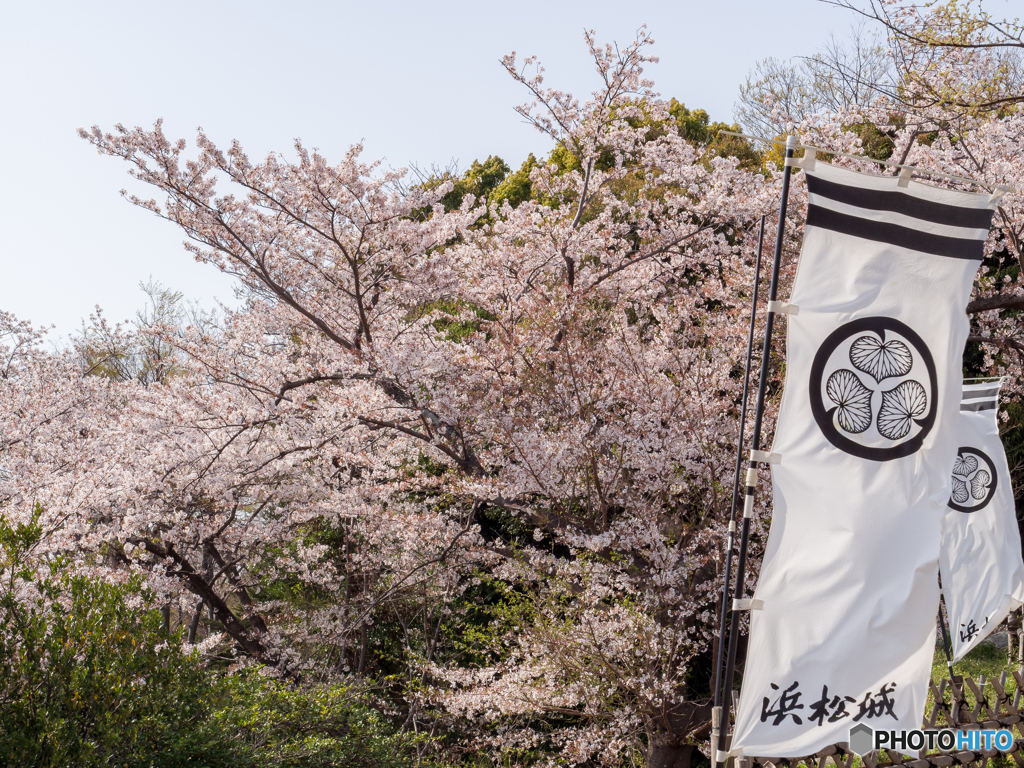 （浜松城公園）