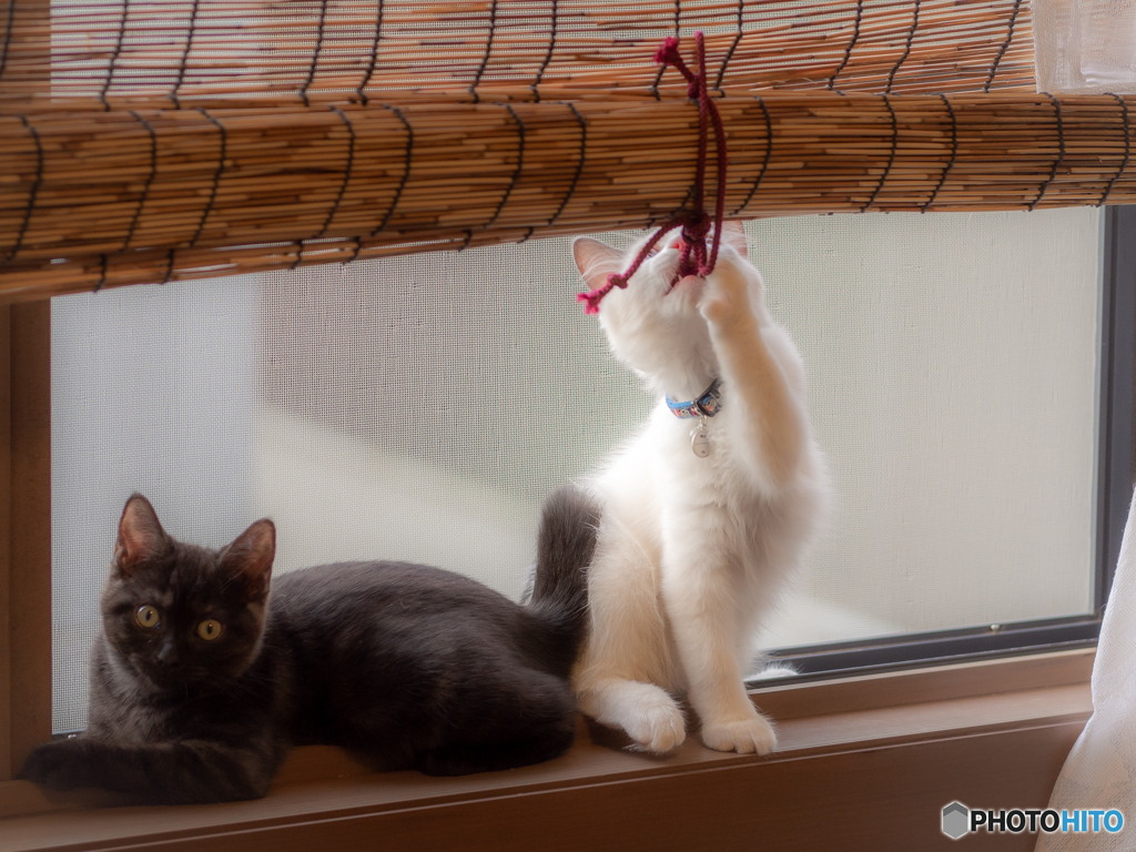 (簾と猫たち）