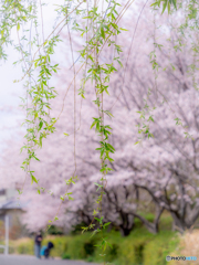 （新緑の柳と桜）