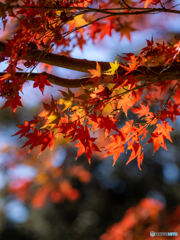 （紅葉の季節がやって来た）