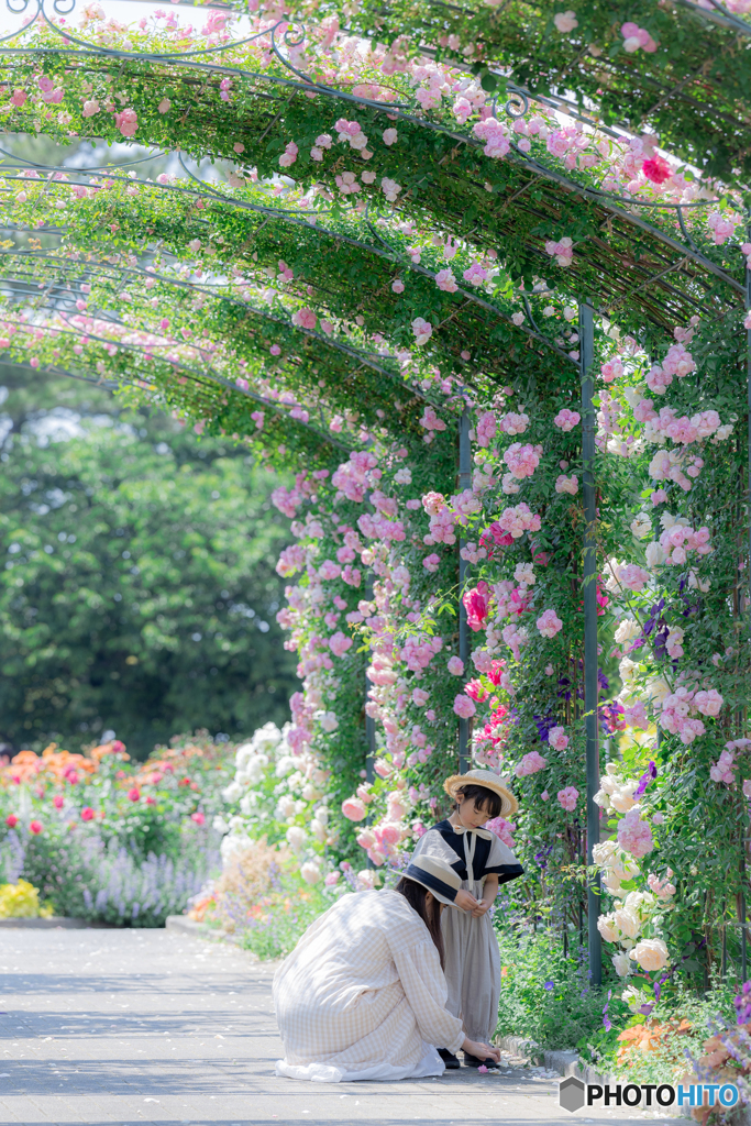 （rose garden)