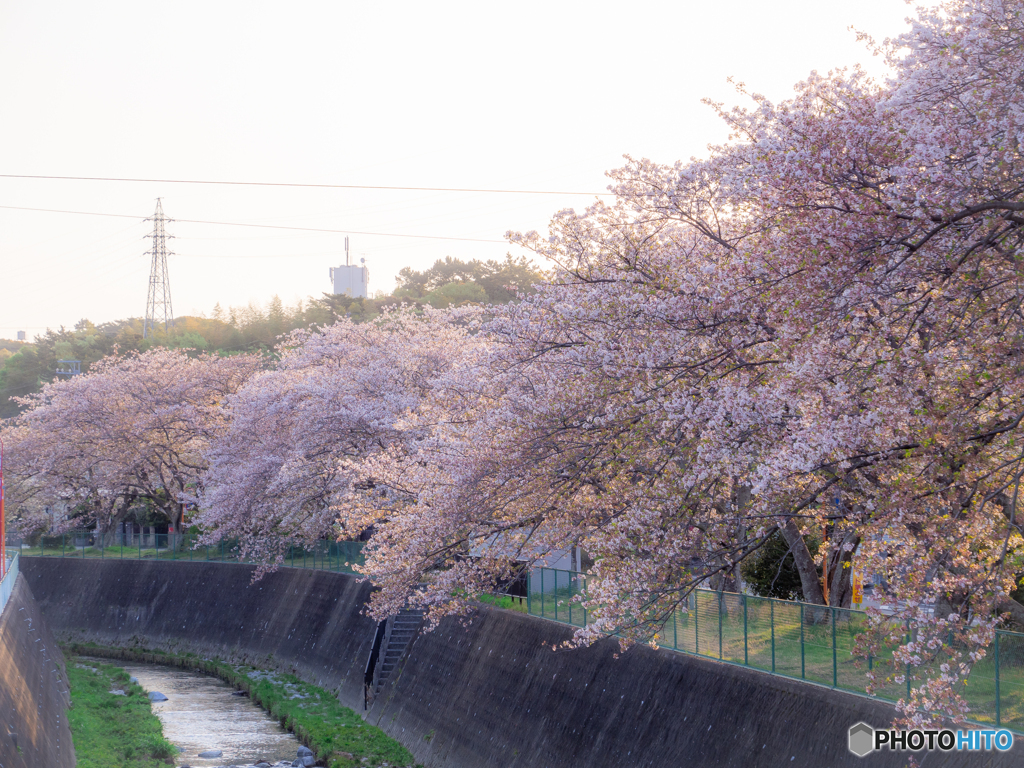 (近所の桜並木）