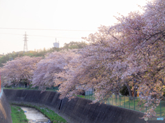 (近所の桜並木）