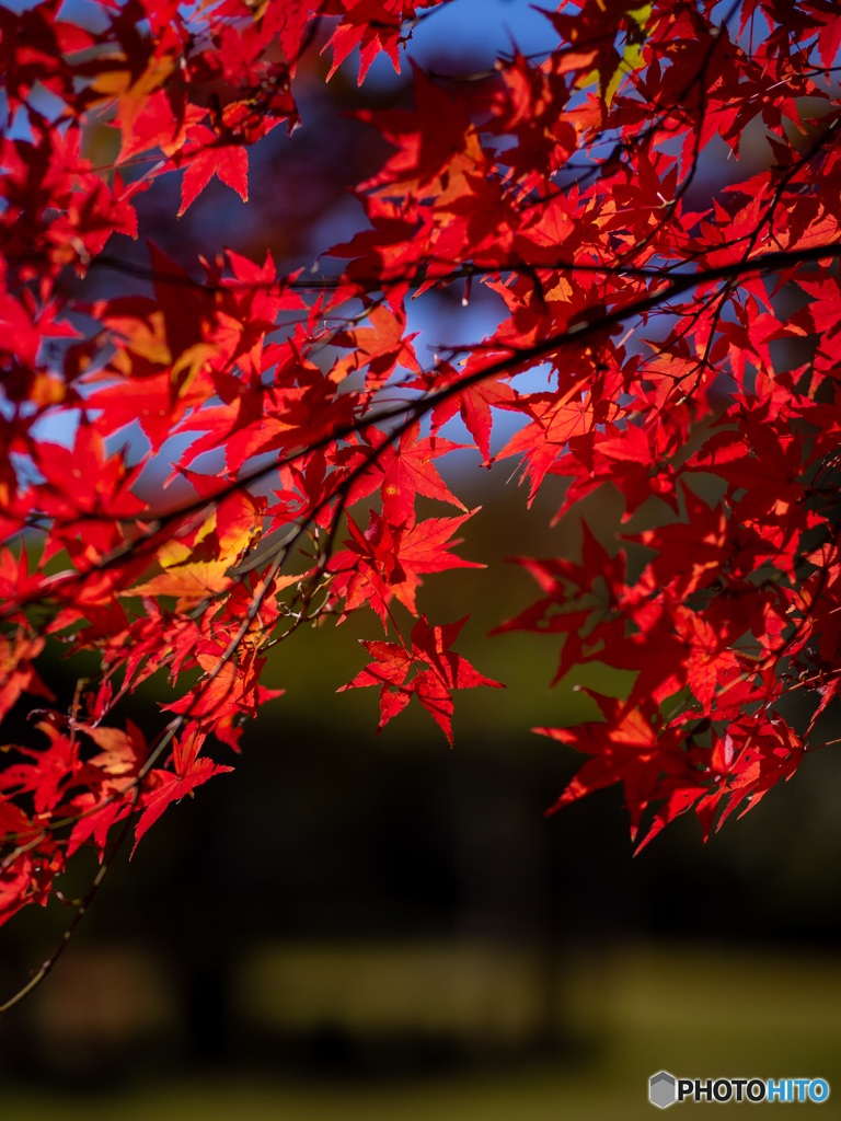 (近所の紅葉）