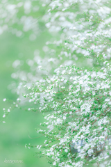 （雪柳、風に揺れて）