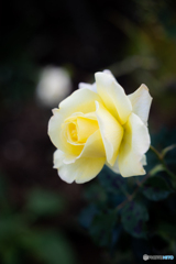 （冬薔薇）