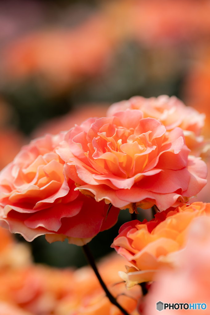 （Rose garden）