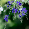（庭の花）