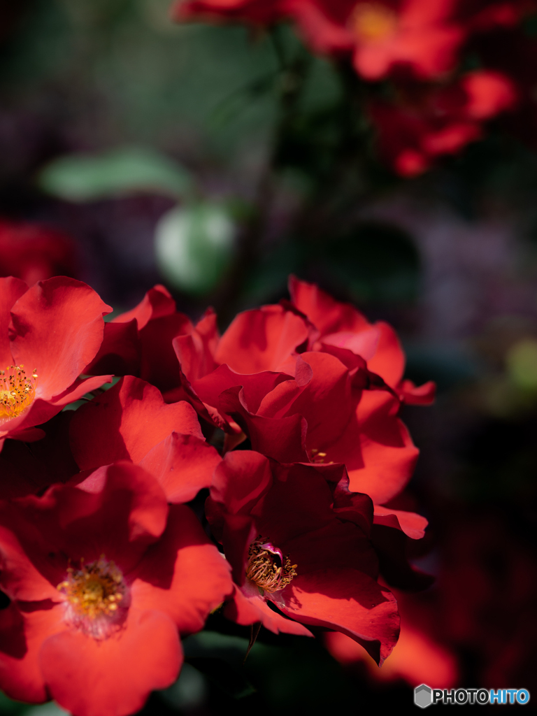 （静かに燃ゆる熾火）