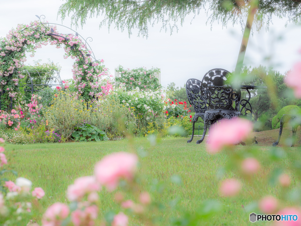 （Rose garden）
