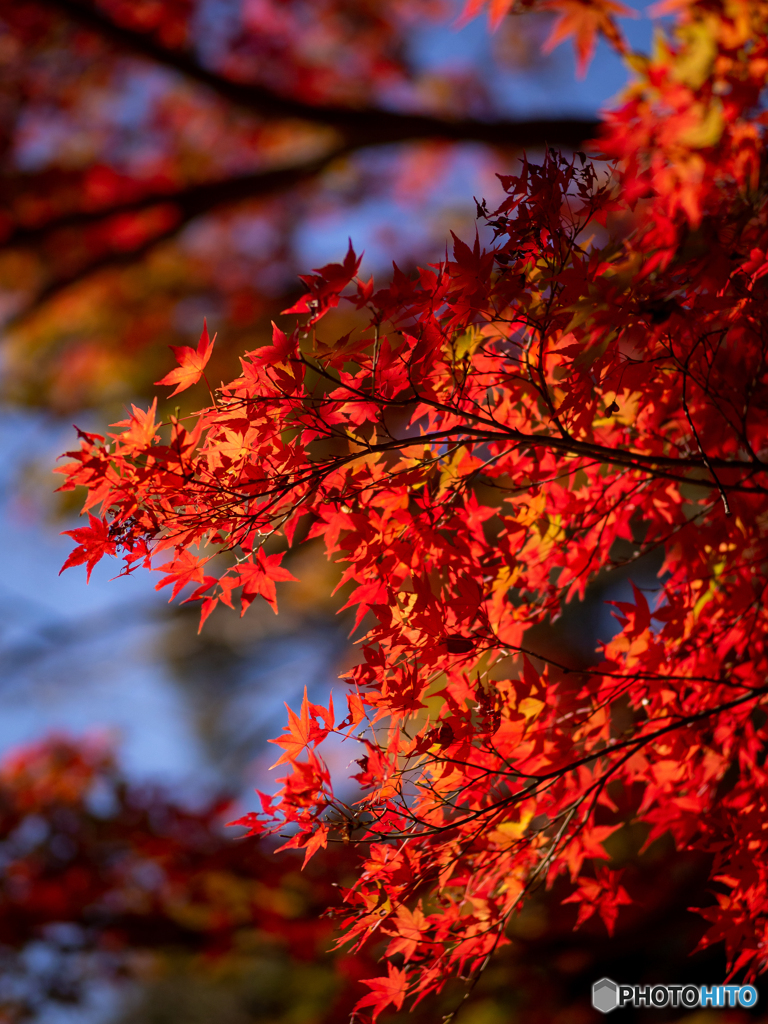 （近所の紅葉）
