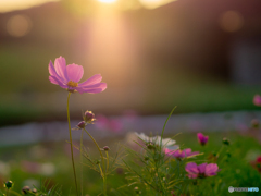 (夕日と秋桜）