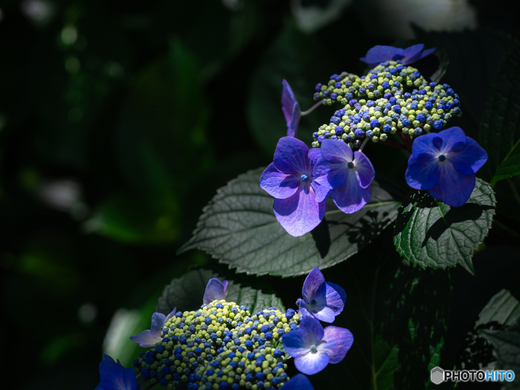 （額紫陽花）