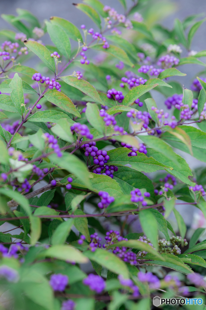 （庭の花）