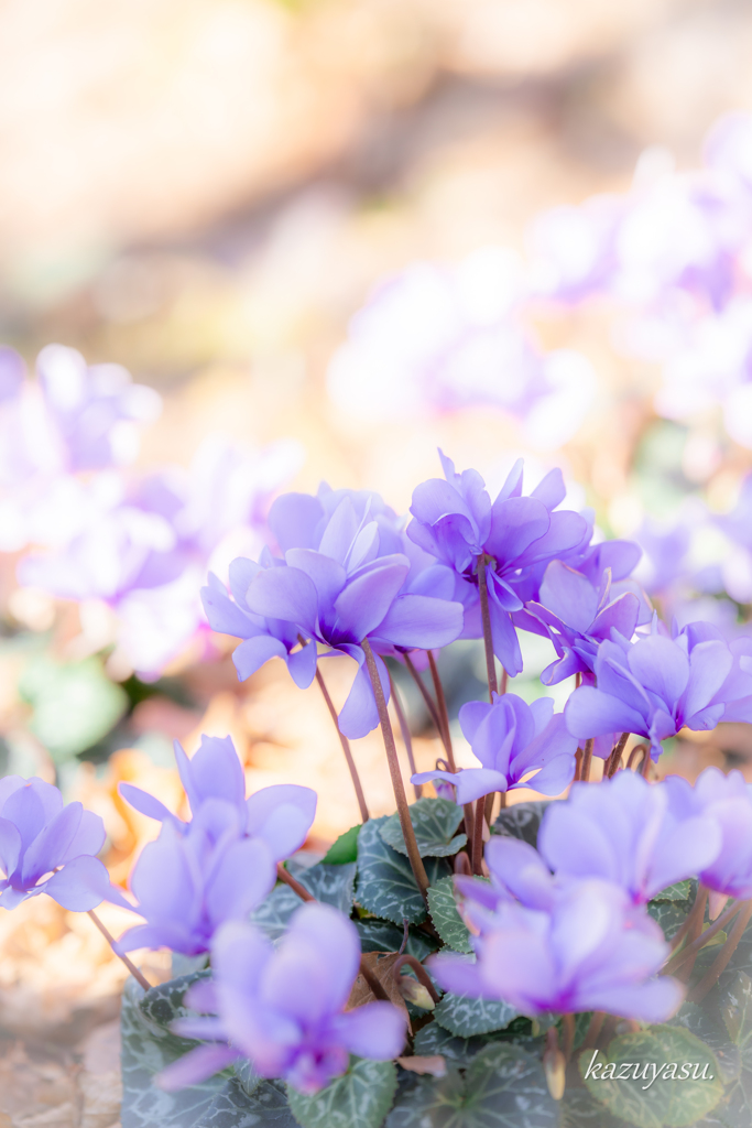 （cyclamen）
