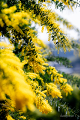 （ミモザ咲いたよ！）