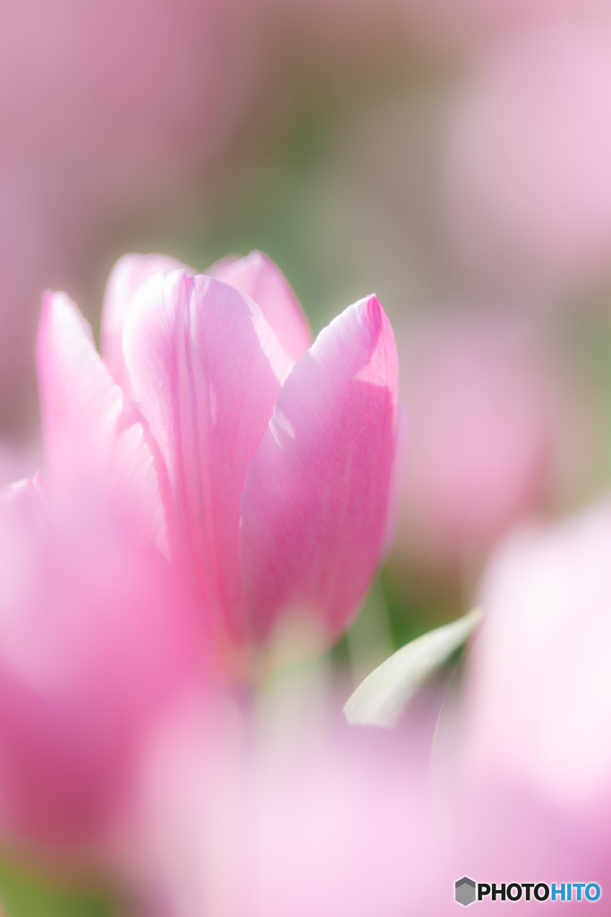 （ice tulip)
