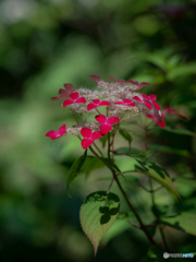 （山紫陽花）