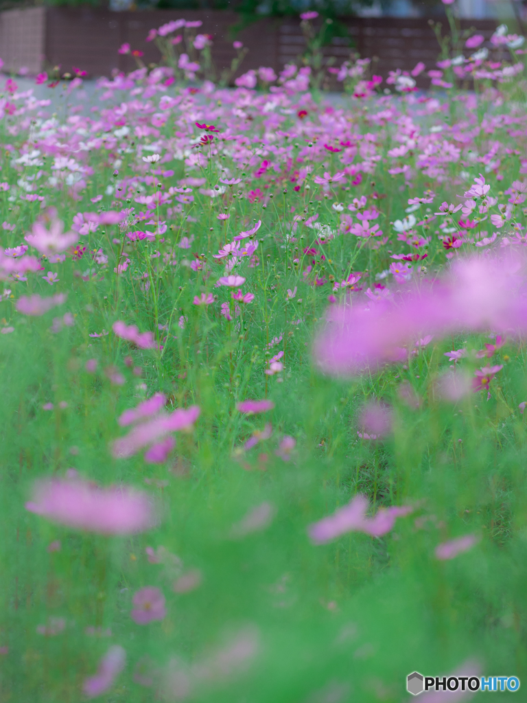 (cosmos)