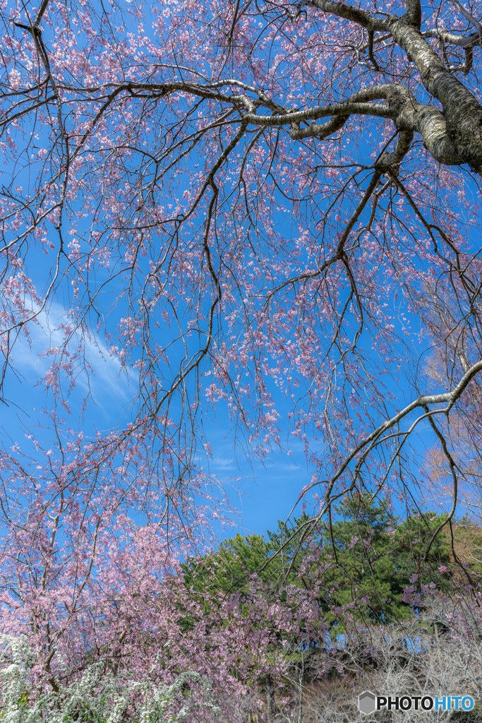 （仰ぎ見る蒼い空と）