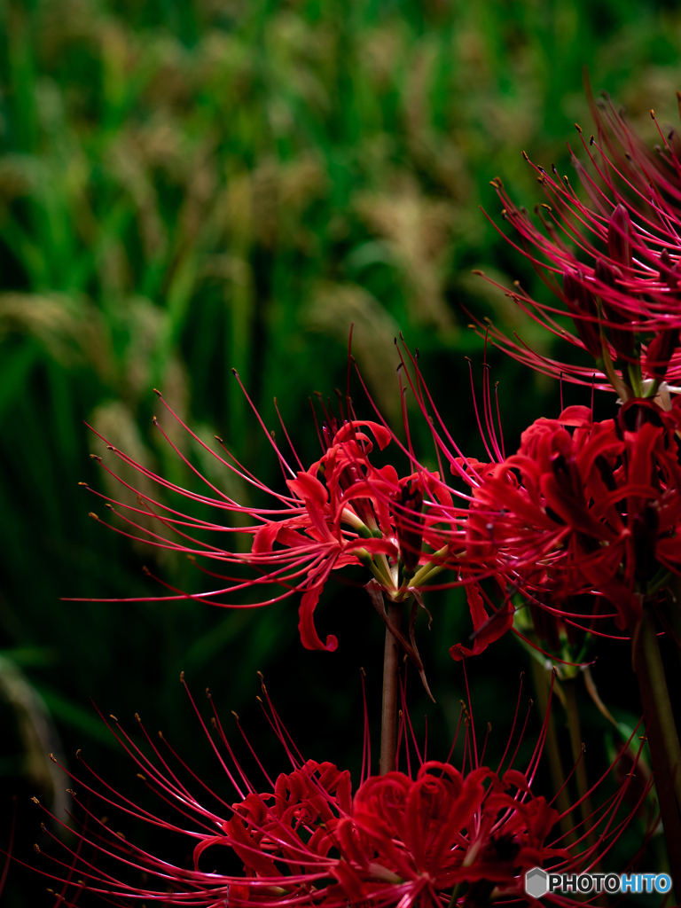 （redspiderlily)