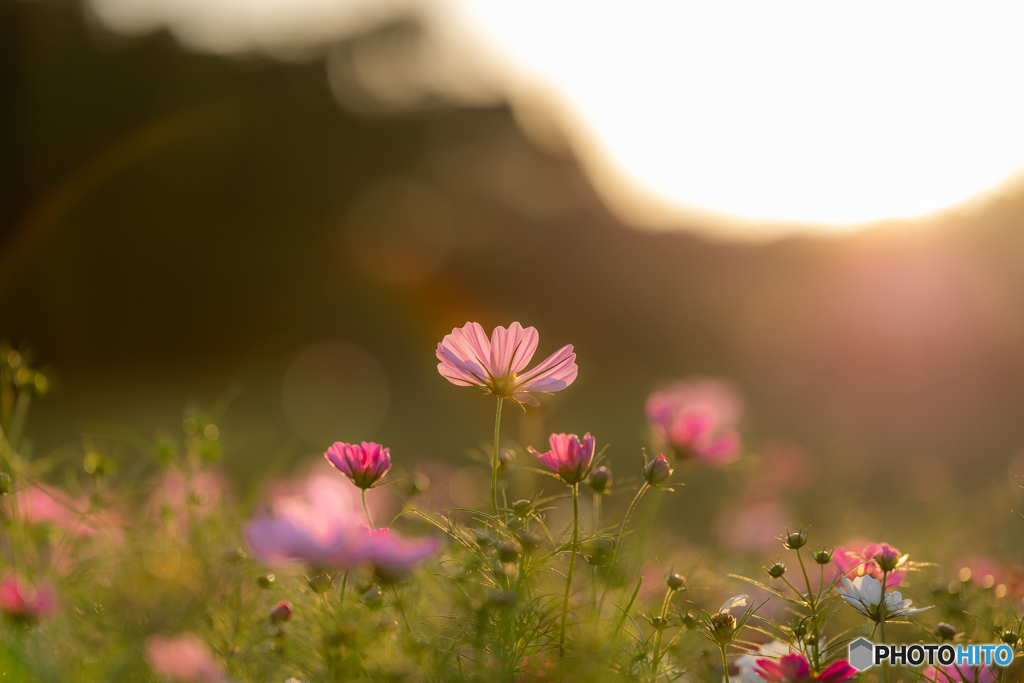 （夕陽と秋桜）