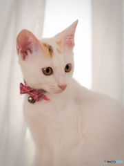 （ナルとマキ）