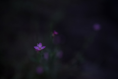 梅雨