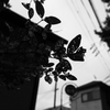 雨上りの朝