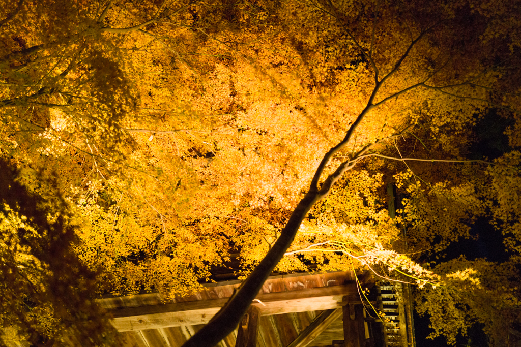 石山寺の紅葉