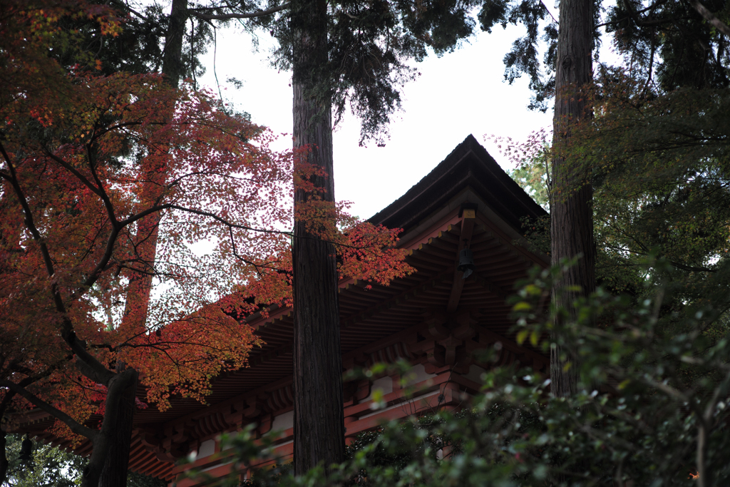 杉にまとわる紅葉